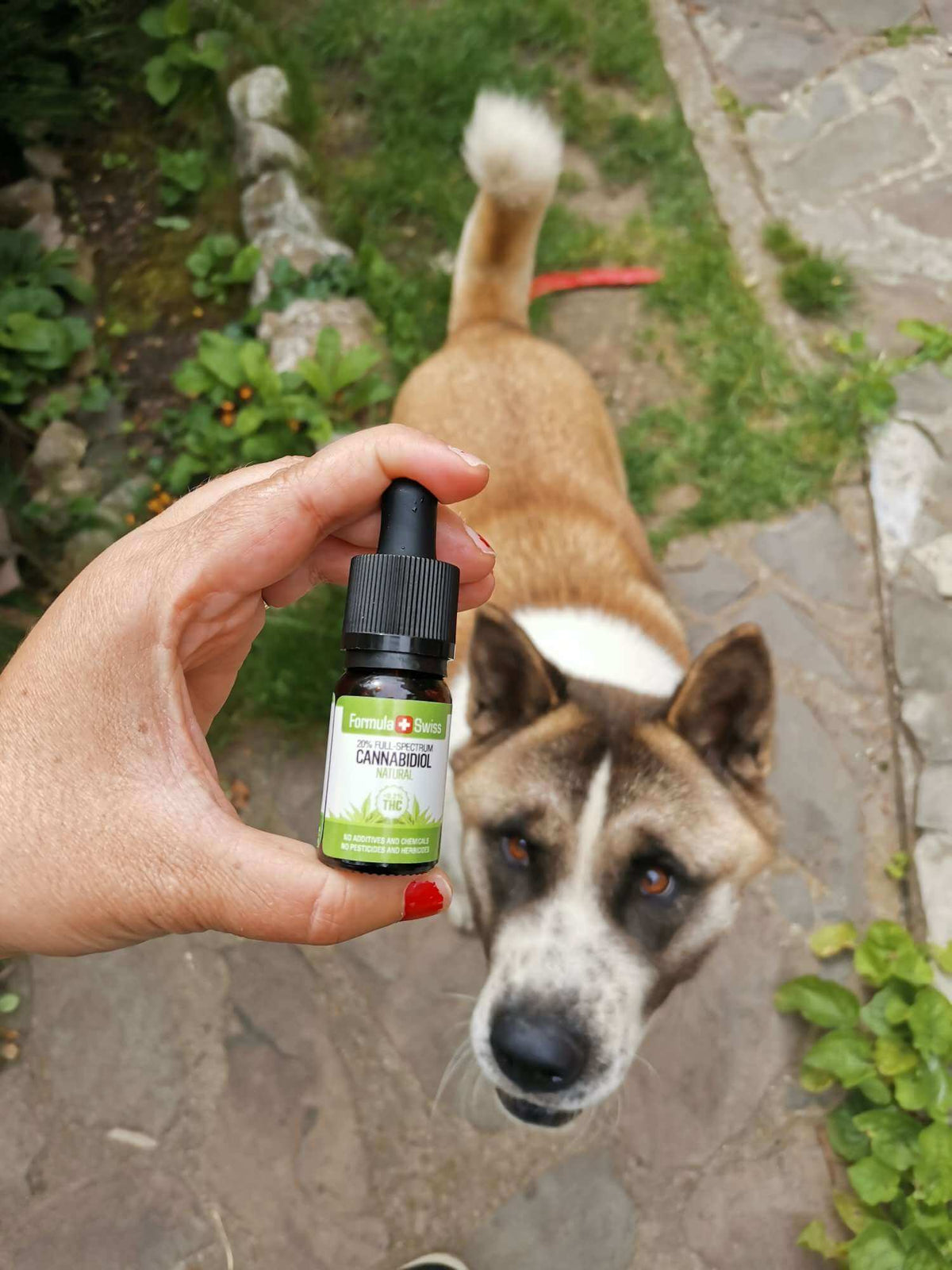 Formula Swiss CBD eļļa MCT eļļā – dabīga